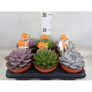 Echeveria   ...mix