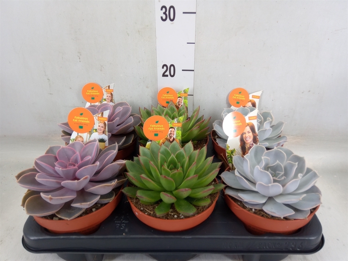<h4>Echeveria   ...mix</h4>