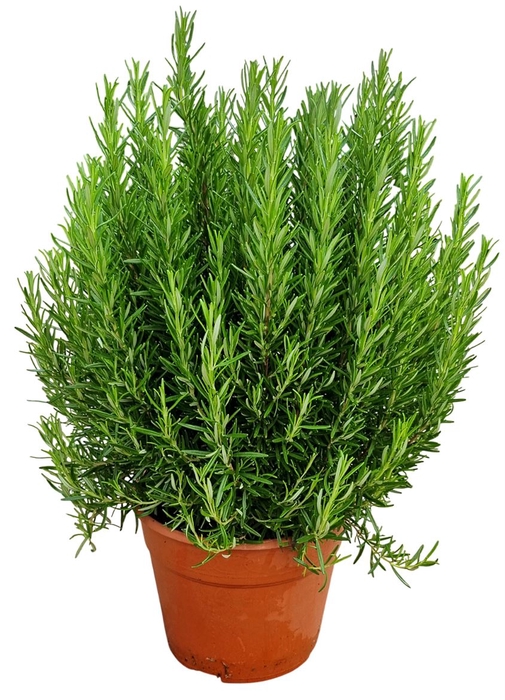 <h4>ROSMARIN OF OV</h4>