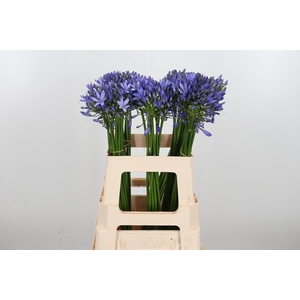 Agapanthus Intermedia