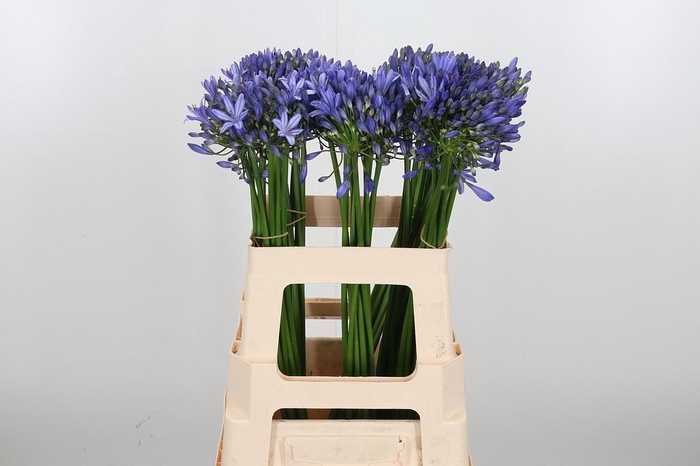 <h4>Agapanthus Intermedia</h4>
