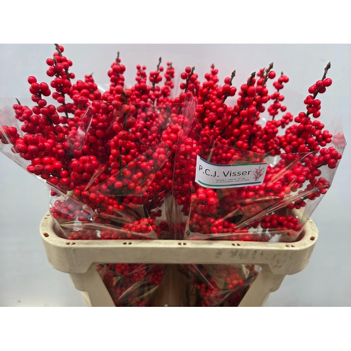 <h4>ILEX VE RODE BES</h4>