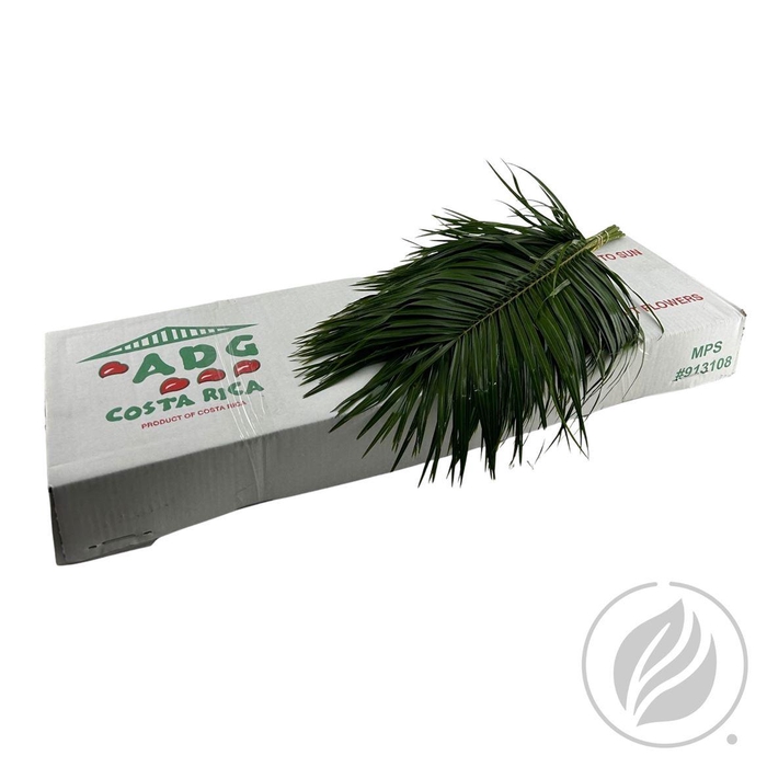 <h4>Phoenix Roebelini Adg 60cm</h4>