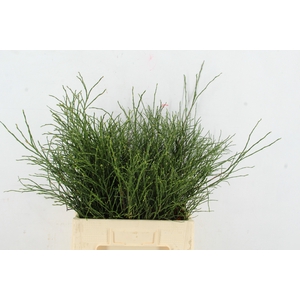 VACCINIUM(BOSBES) PER STEM 055CM