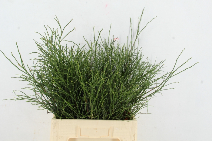 <h4>VACCINIUM(BOSBES) PER STEM 055CM</h4>