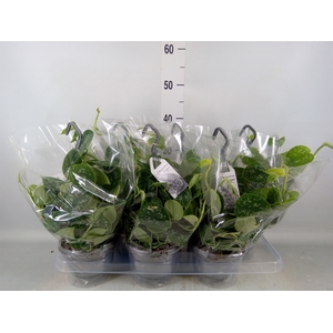 Scindapsus pictus 'Argyraeus'
