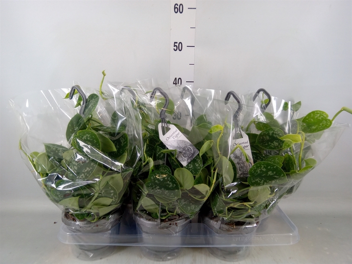 <h4>Scindapsus pictus 'Argyraeus'</h4>