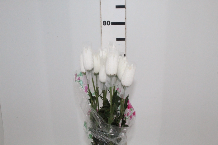 <h4>ANASTASIA HERRERA 080 CM BRANCO</h4>