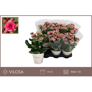 KAL GE RF GRACF PINK