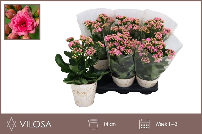 <h4>KAL GE RF GRACF PINK</h4>