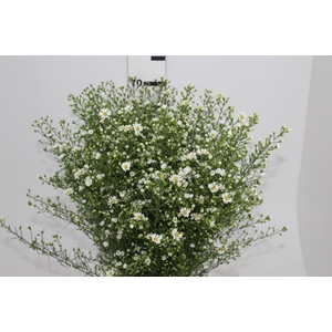 ASTER BRANCO 070 CM