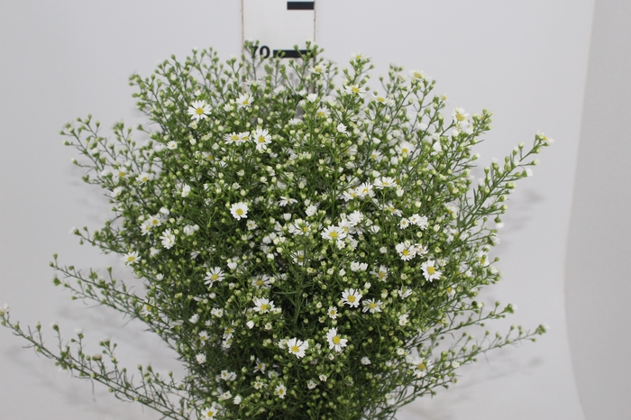 <h4>ASTER BRANCO 070 CM</h4>
