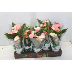 ANTHURIUM VARIADO P12