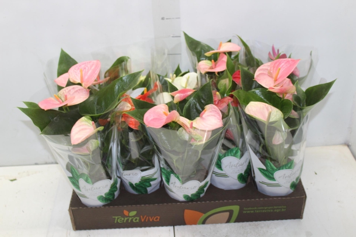 <h4>ANTHURIUM VARIADO P12</h4>