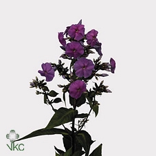 Phlox Amethyst Purple
