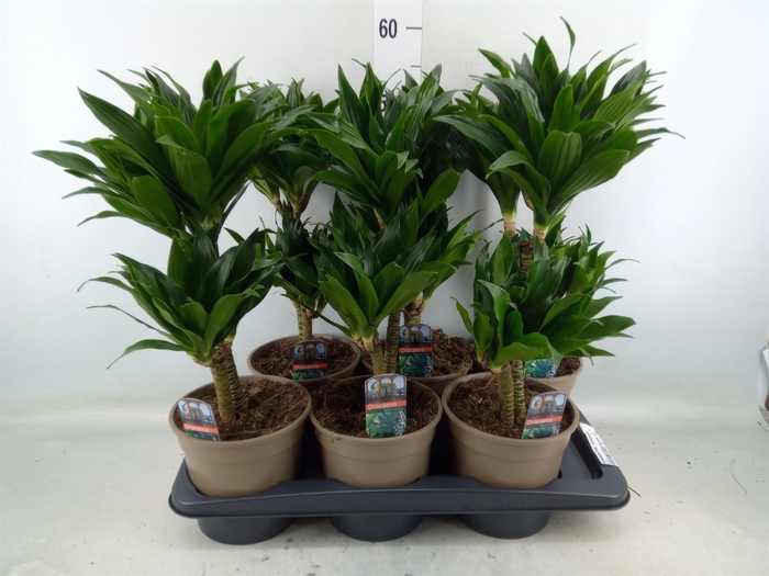 <h4>Dracaena frag. 'Compacta'</h4>