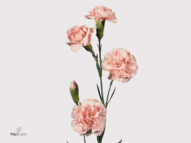 Di Tr Yellow Natila Extra