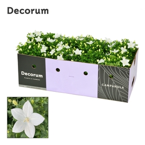 Campanula iso. Atlanta Decorum Decobox