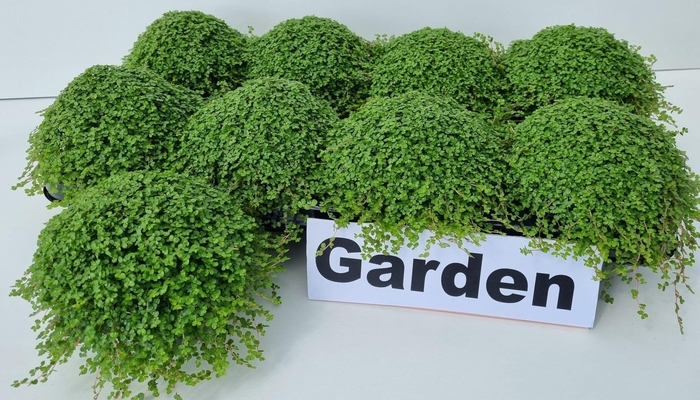 Soleirolia Soleiroli