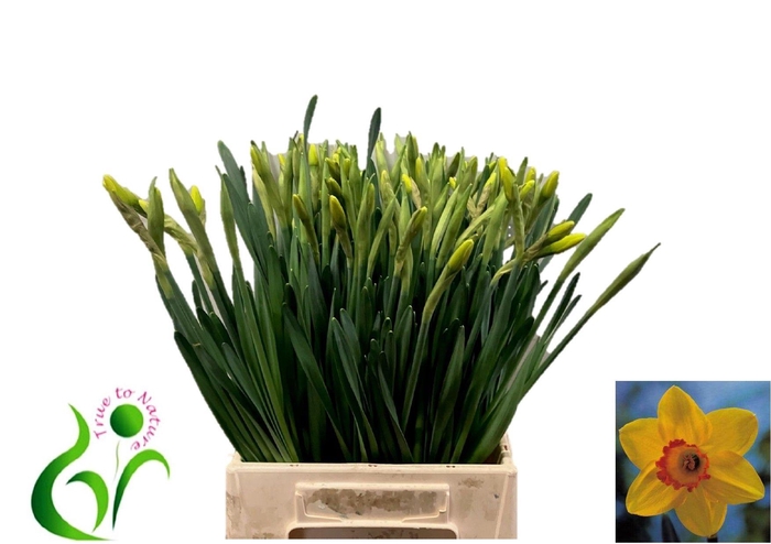 <h4>NARC G PINZA</h4>