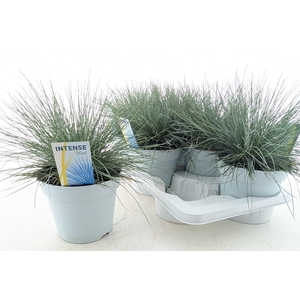 FEST GL INTENSE BLUE