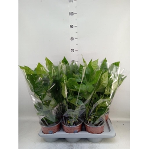 Fatsia japonica   ...