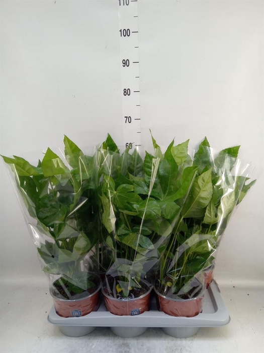 <h4>Fatsia japonica   ...</h4>
