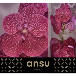 Vanda Sunanda Crimson Love X16