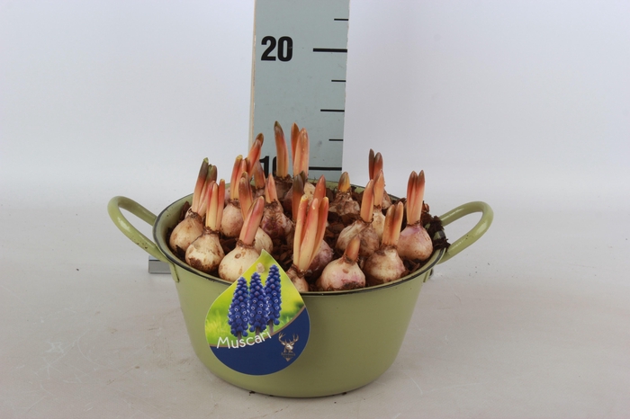 <h4>ARR TUINPLANTEN</h4>