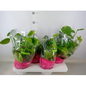 Epipremnum pinn.   HG