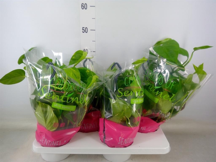 <h4>Epipremnum pinn. HG</h4>