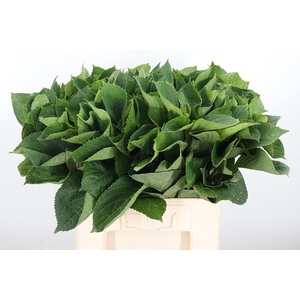Hydrangea Macr Blad