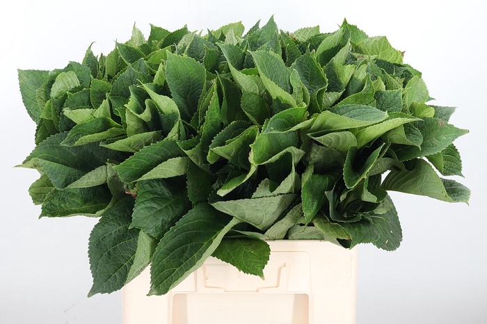 <h4>Hydrangea Macr Blad</h4>