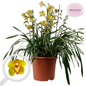 Cymbidium groen 10+tak getoufd
