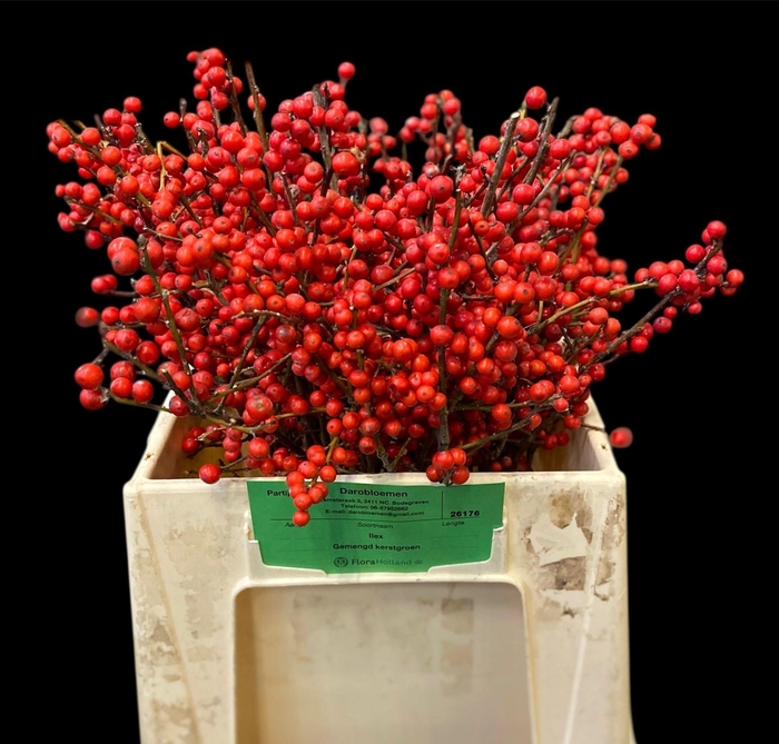 <h4>ILEX VE RODE BES</h4>