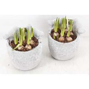 arr4 Muscari JS - Vogelpotje 236/6