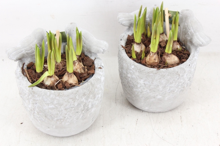 <h4>arr4 Muscari JS - Vogelpotje 236/6</h4>