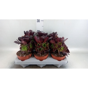 Aeonium arboreum 'Velours'