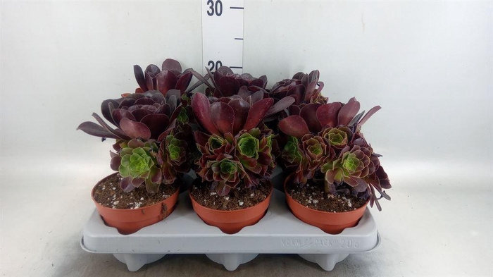 <h4>Aeonium arboreum 'Velours'</h4>