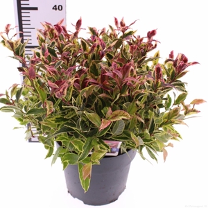 Leucothoe axillaris