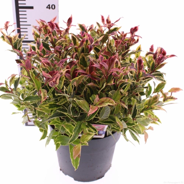 <h4>Leucothoe axillaris</h4>