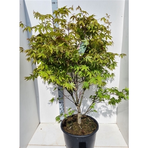 Acer palmatum 'Osakazuki'