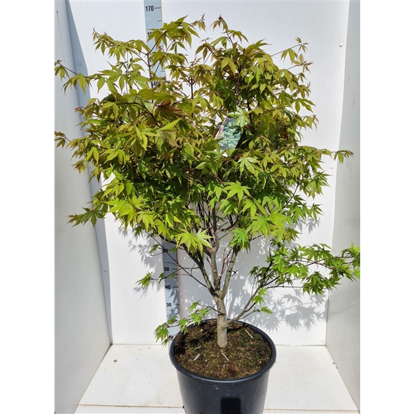 <h4>Acer palmatum 'Osakazuki'</h4>