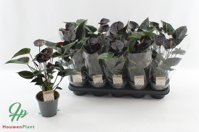 <h4>ANTHU BLACK LOVE</h4>