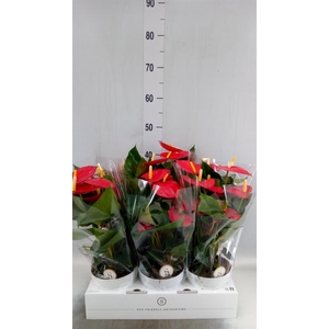 Anthurium andr. 'Red Champion'