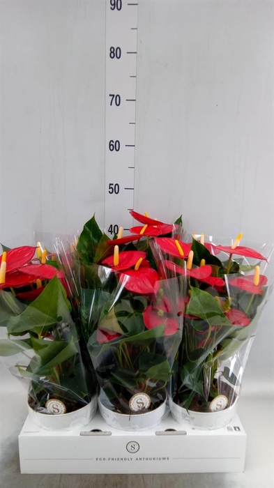 <h4>Anthurium andr. 'Red Champion'</h4>
