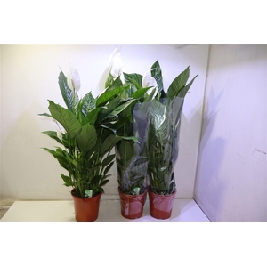 arr8 Spath Sweet Lauretta