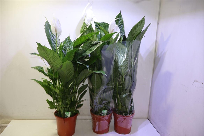 <h4>arr8 Spath Sweet Lauretta</h4>