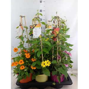 Thunbergia   ...mix 3