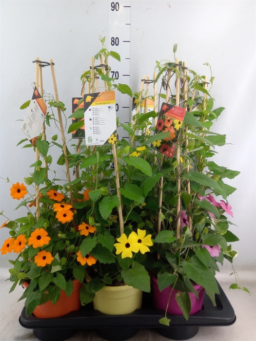 <h4>Thunbergia   ...mix 3</h4>